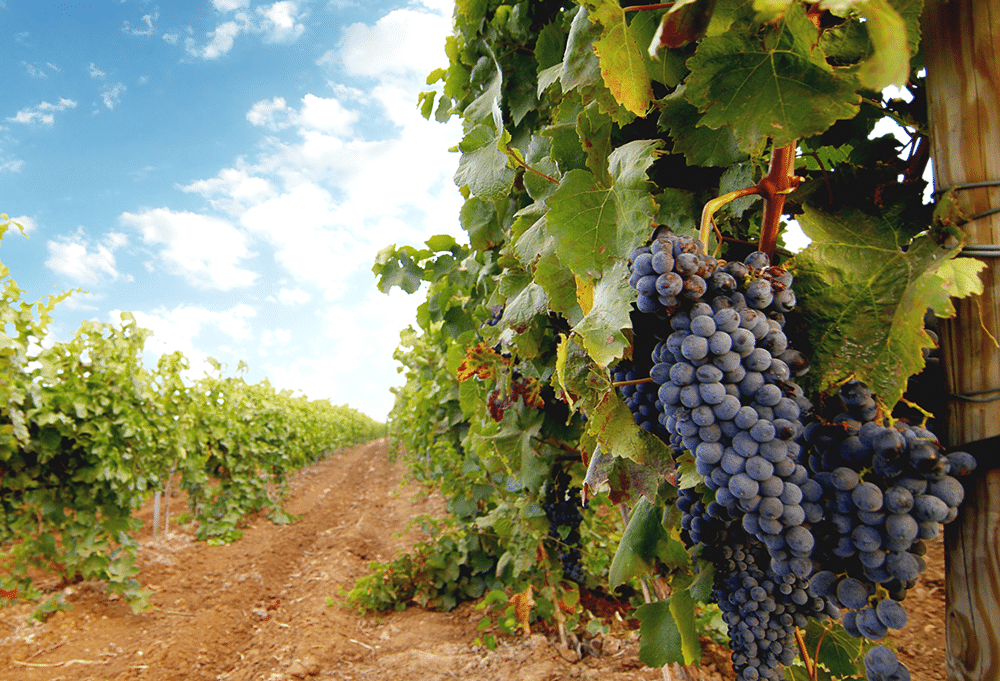 top-5-missed-tax-incentives-for-california-vineyards-and-wineries